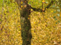 La Valse des Photos paysage