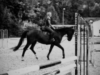 equitation cheval