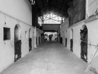 équitation cheval